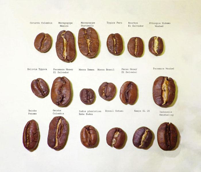 сорта кофе в зернах и их характеристики