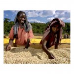 Montana Coffee Кения в зернах 500 г